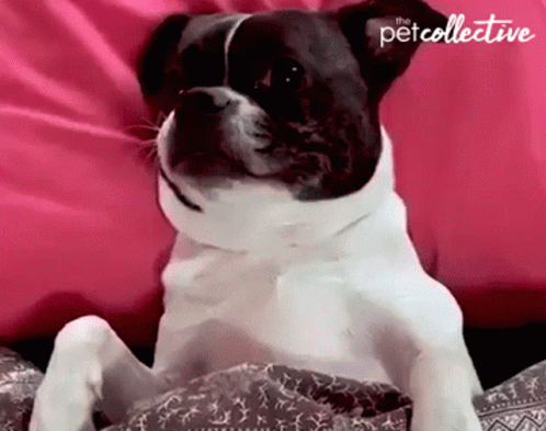 In Bed The Pet Collective GIF - In Bed The Pet Collective Sleepy GIFs
