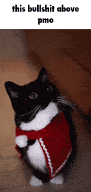 a black and white cat with a red scarf around its neck and the words this bullshit above pmo