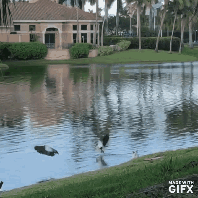 Jackru Goose GIF - Jackru Goose Jack Russel Terrier GIFs
