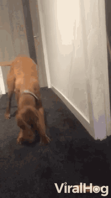 Terrified Dog Dog GIF - Terrified Dog Dog Spooked GIFs