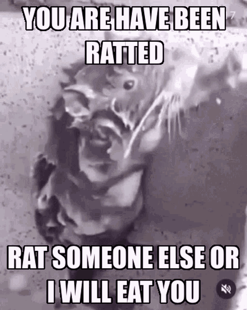 Rat Shower GIF - Rat Shower Ratted GIFs