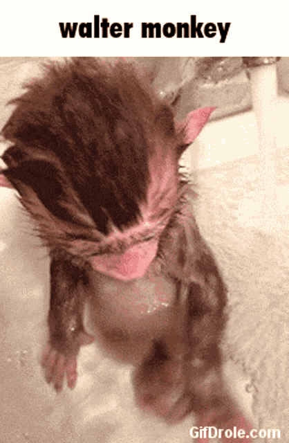 a picture of a monkey in a bathtub with the words walter monkey below it