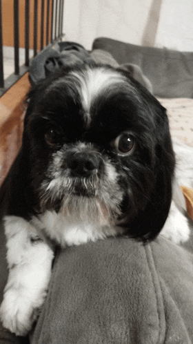 a black and white dog is laying on a couch