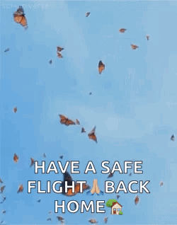 Flight Butterfly GIF - Flight Butterfly Migration GIFs