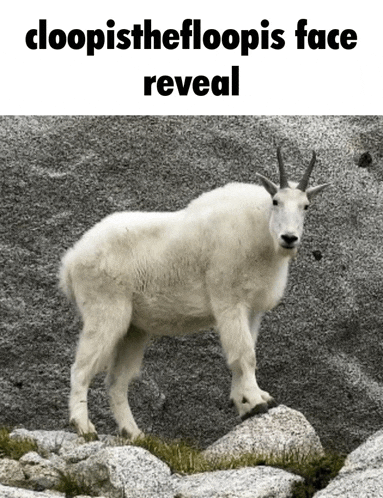 a mountain goat standing on a rock with the caption cloopisthefloopis face reveal