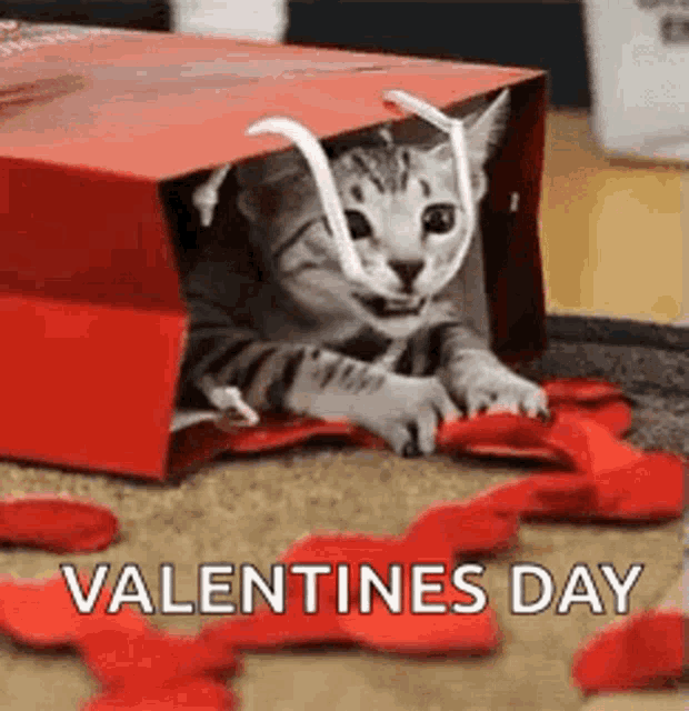 Valentines Gift GIF - Valentines Gift Cat GIFs