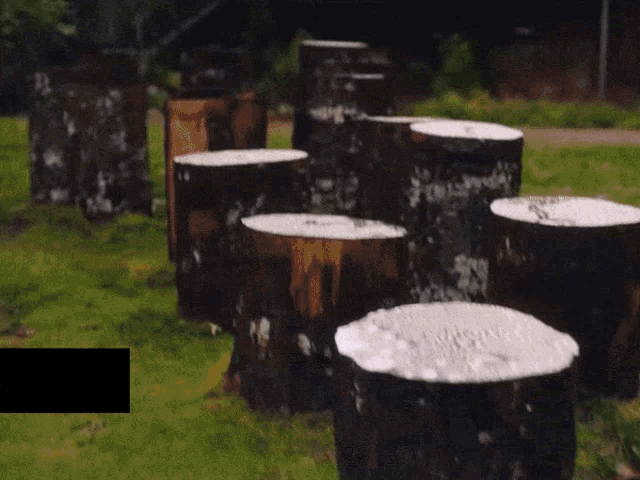 a row of tree stumps are lined up in a field