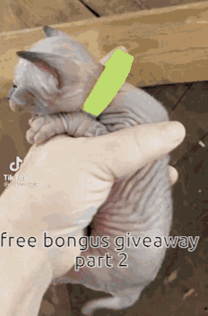a hairless kitten with a green collar is being held by a person .