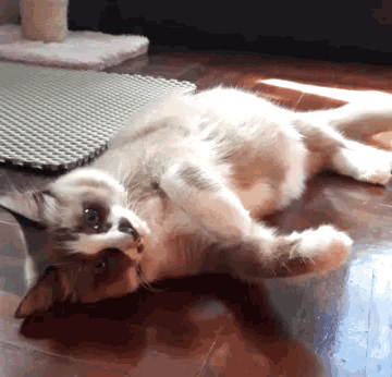 a brown and white cat laying on its back on the floor