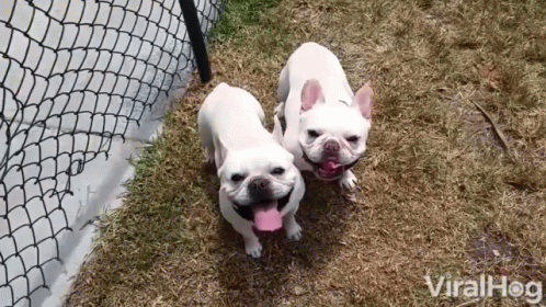Happy Dogs Panting GIF - Happy Dogs Panting Tongues GIFs