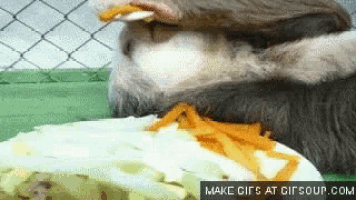 a cat is eating carrots from a plate with the words make gifs at gifsoup.com on the bottom