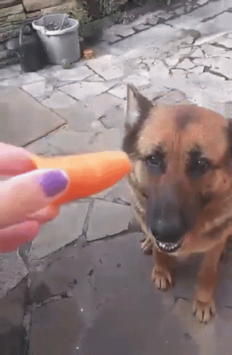 German Shepherd Carrot GIF - German Shepherd Carrot Dog GIFs