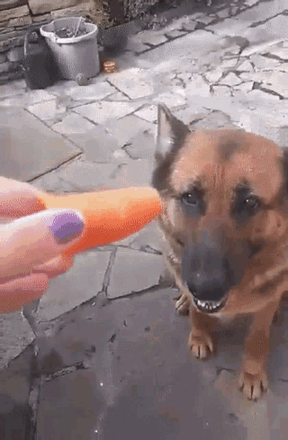 a german shepherd is being fed a carrot by a person with purple nails