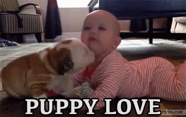 Puppy Love GIF - Puppy Love Baby Bulldog GIFs