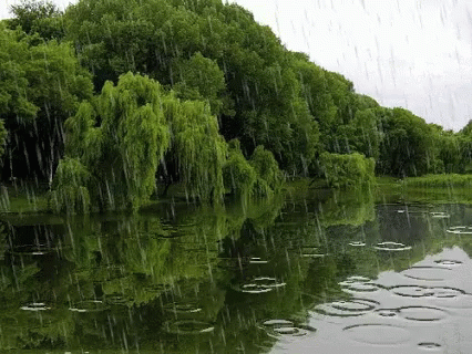 Rain Nature GIF - Rain Nature Lake GIFs