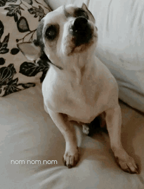 a small white dog sitting on a couch with the words nom nom nom written below it
