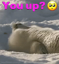 You Awake Cant Sleep GIF - You Awake Cant Sleep You Up GIFs