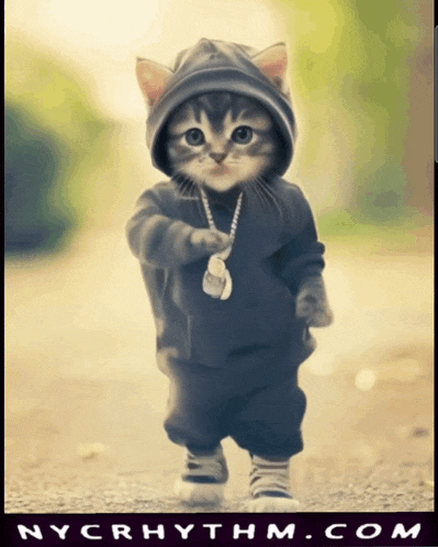 a picture of a kitten wearing a hoodie and a necklace with nycrhythm.com in the bottom right corner