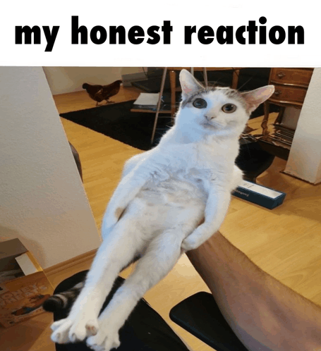 Long Cat My Honest Reaction GIF - Long Cat My Honest Reaction My Honest Reaction Meme GIFs