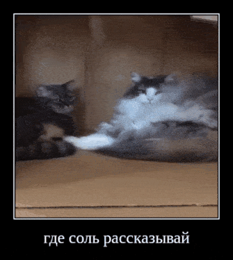 a picture of two cats in a cardboard box with russian writing
