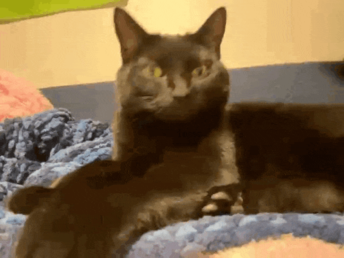 a black cat is laying on a blue blanket on a bed and looking at the camera .