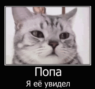 a close up of a cat 's face with russian writing on it .