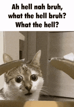 a cat is looking out of a cardboard box with the words ah hell nah bruh what the hell bruh what the hell