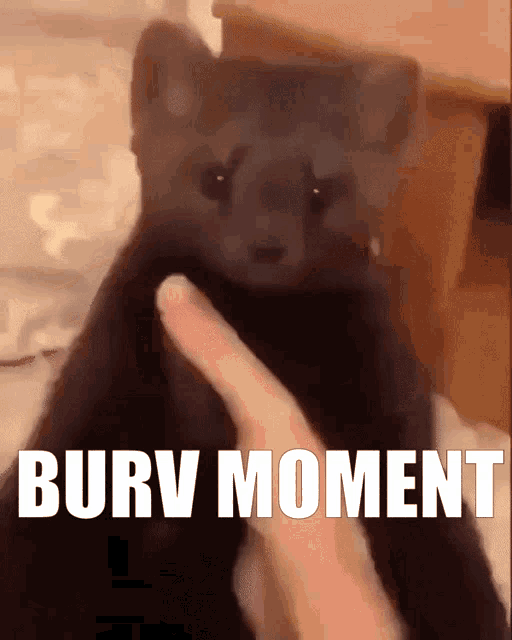 a person petting a black cat with the words " burv moment " written above it