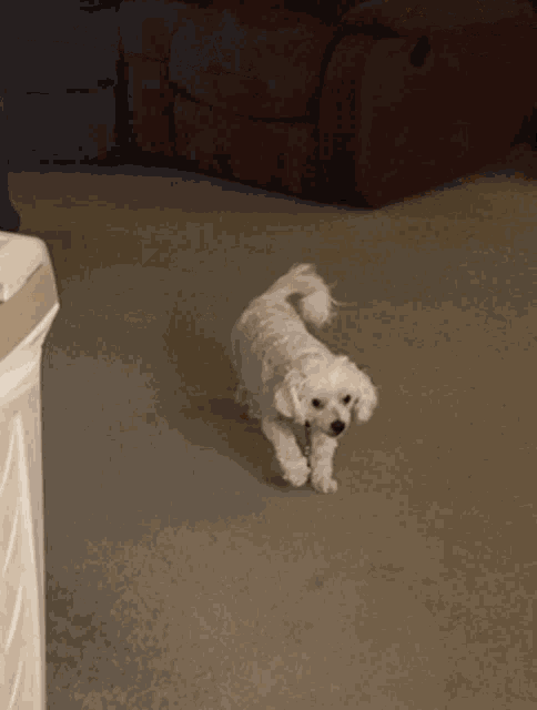 a small white dog walking on a leash