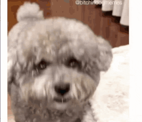 a small white dog is looking at the camera with a caption that says " bitchindogmemes "