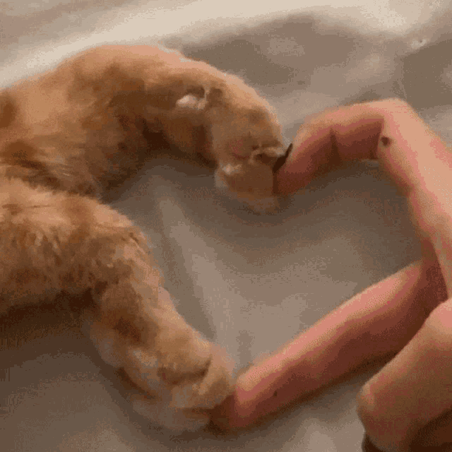 a close up of a person making a heart shape with their fingers and a cat 's paw