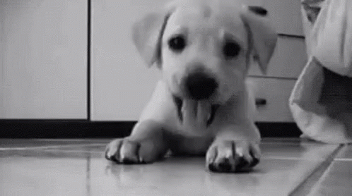 Hola Cute Puppy Wave GIF - Hola Cute Puppy Wave Hiya GIFs