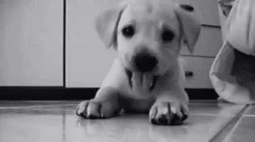 a black and white photo of a puppy laying on the floor with its tongue hanging out .
