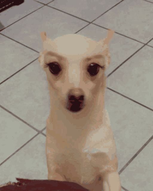 a small dog with fake eyebrows is sitting on a tile floor