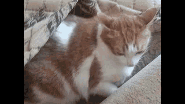 Cat Funny GIF - Cat Funny Maśny GIFs