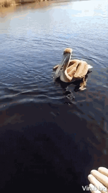 Invading Stork Pelican Boards Boat For A Ride GIF - Invading Stork Pelican Boards Boat For A Ride Riding GIFs