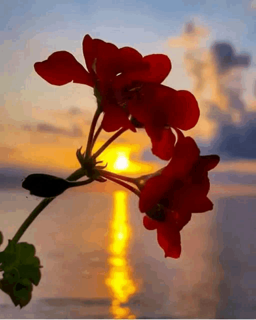 a red flower is in front of a sunset over a body of water