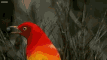 a close up of a yellow and red bird with a bbc logo in the background