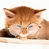 Cute Cat GIF - Cute Cat Reading GIFs