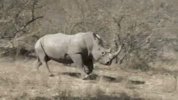 Rhino Charging Rhino Running GIF - Rhino Charging Rhino Running GIFs