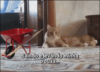 a cat laying next to a small red wheelbarrow that says saindo e levando minha trouxa