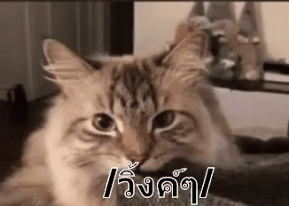 วิ้งค์ ขยิบตา แมว GIF - Wink Winking Cat GIFs