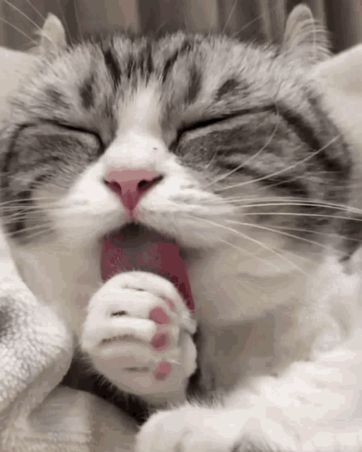 a gray and white cat licking its paw with its eyes closed