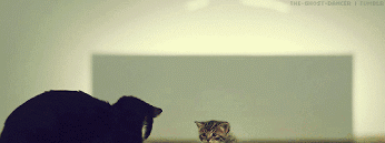 Kitten GIF - Cat Kitten Animal GIFs