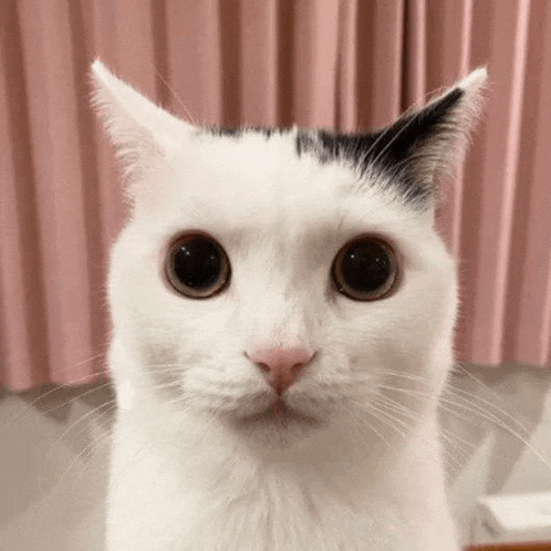 a white cat with a black spot on its head is looking at the camera with a pink curtain in the background .