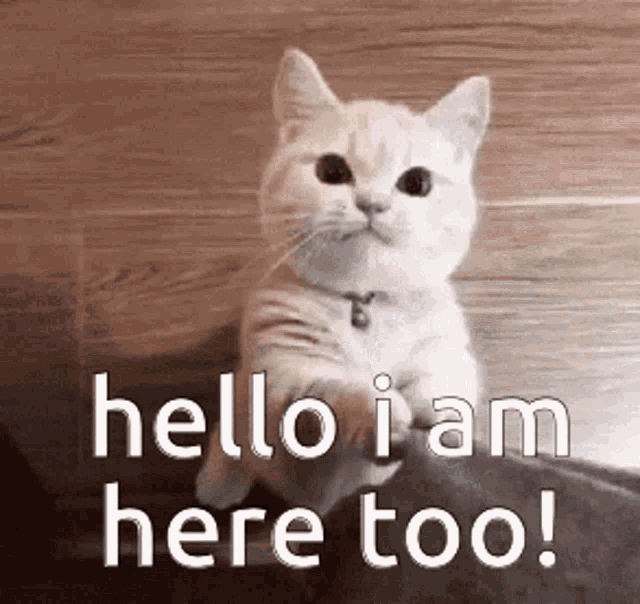 Hello i am your support. Гифка Хеллоу. Cat hello gif. Гифка here. I'M here.