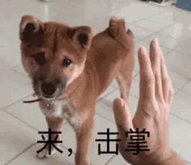 击掌，狗 GIF - Puppy High Five Dog GIFs