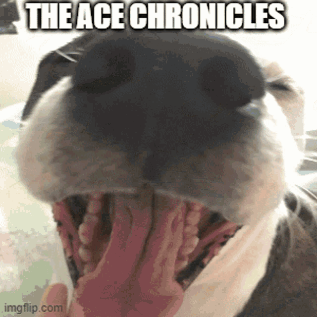 a close up of a dog yawning with the ace chronicles written on the bottom