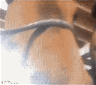 a close up of a horse 's tail with smoke coming out of it 's mouth .