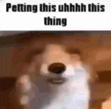 a close up of a dog 's face with the words petting this uhhhh this thing .